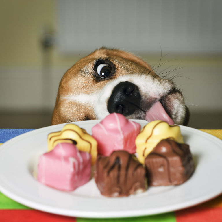 gallery-1484822320-dog-stealing-food